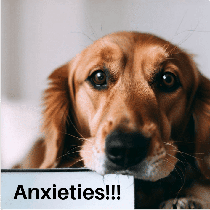 dog anxieties